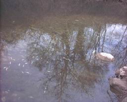 Inquinamento 24-02-05 014.jpg